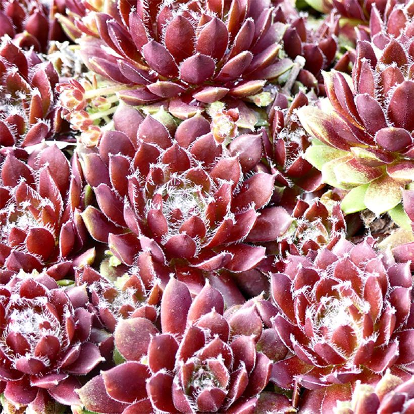 Hauswurz Silberkarneol - Sempervivum (Laub)