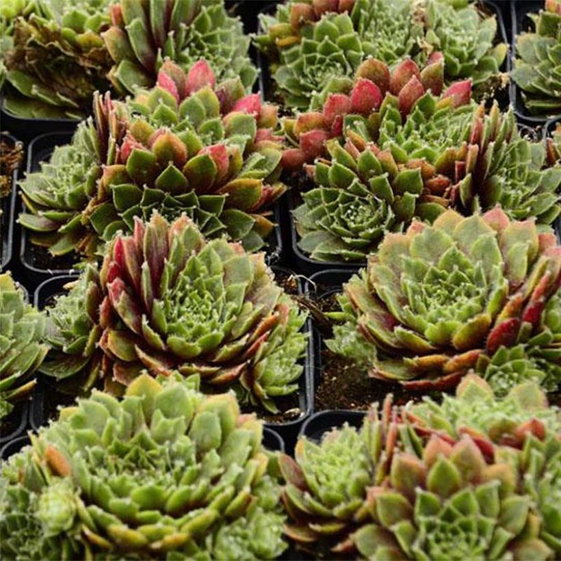 Hauswurz Red Velvet - Sempervivum erythraeum (Laub)