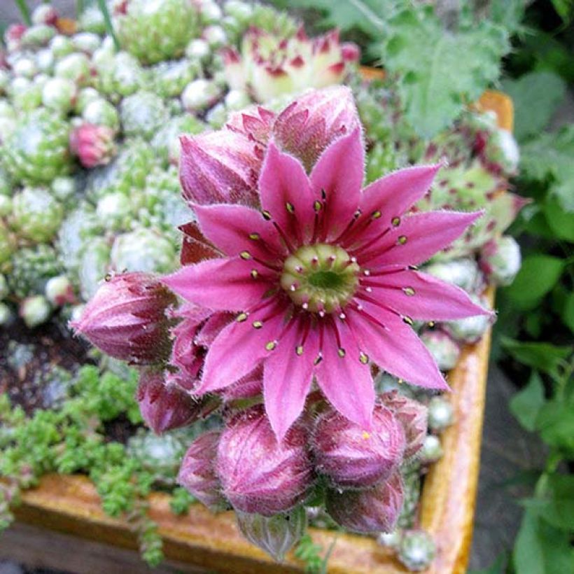 Hauswurz - Sempervivum arachnoideum (Blüte)