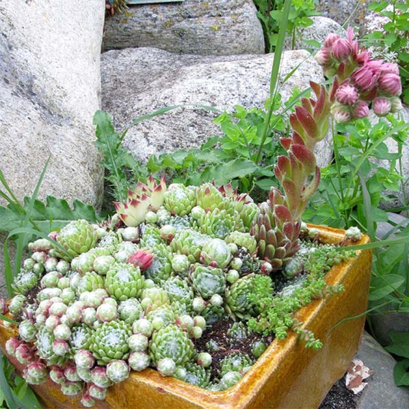 Hauswurz - Sempervivum arachnoideum (Hafen)