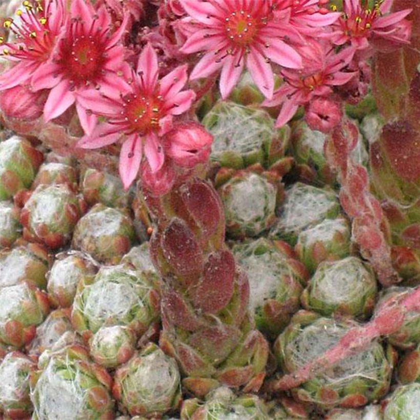 Hauswurz Rubrum - Sempervivum arachnoideum (Blüte)