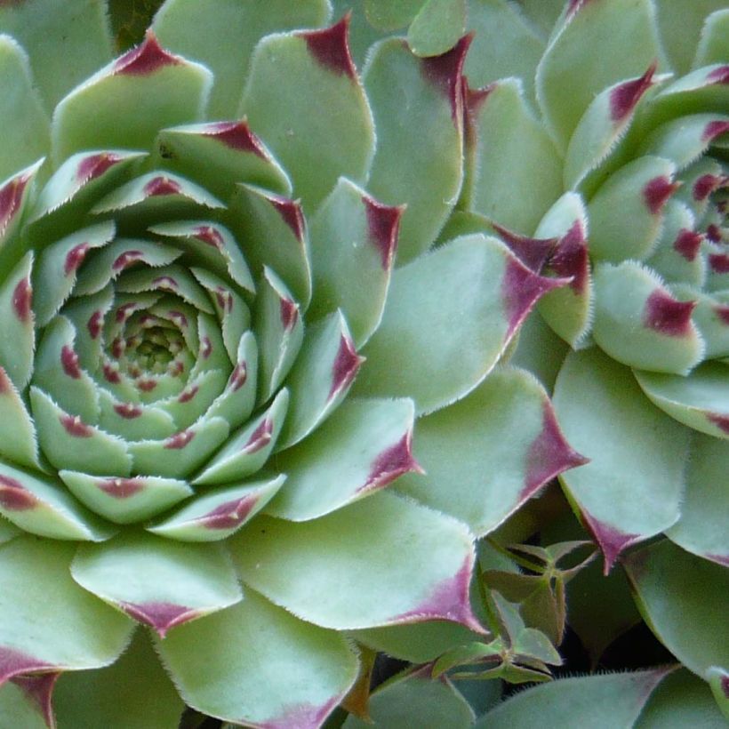 Hauswurz - Sempervivum calcareum (Laub)