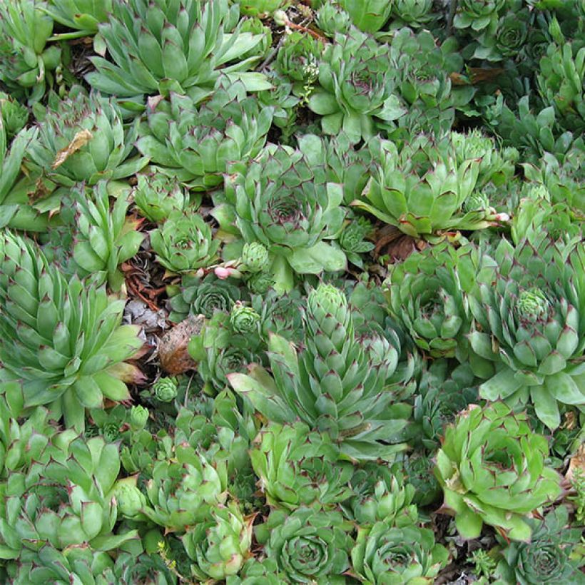 Dachwurz - Sempervivum tectorum (Laub)