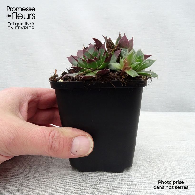 Exemplar von Sempervivum tectorum - Joubarbe des toits Godet de 9cm wie im Winter geliefert