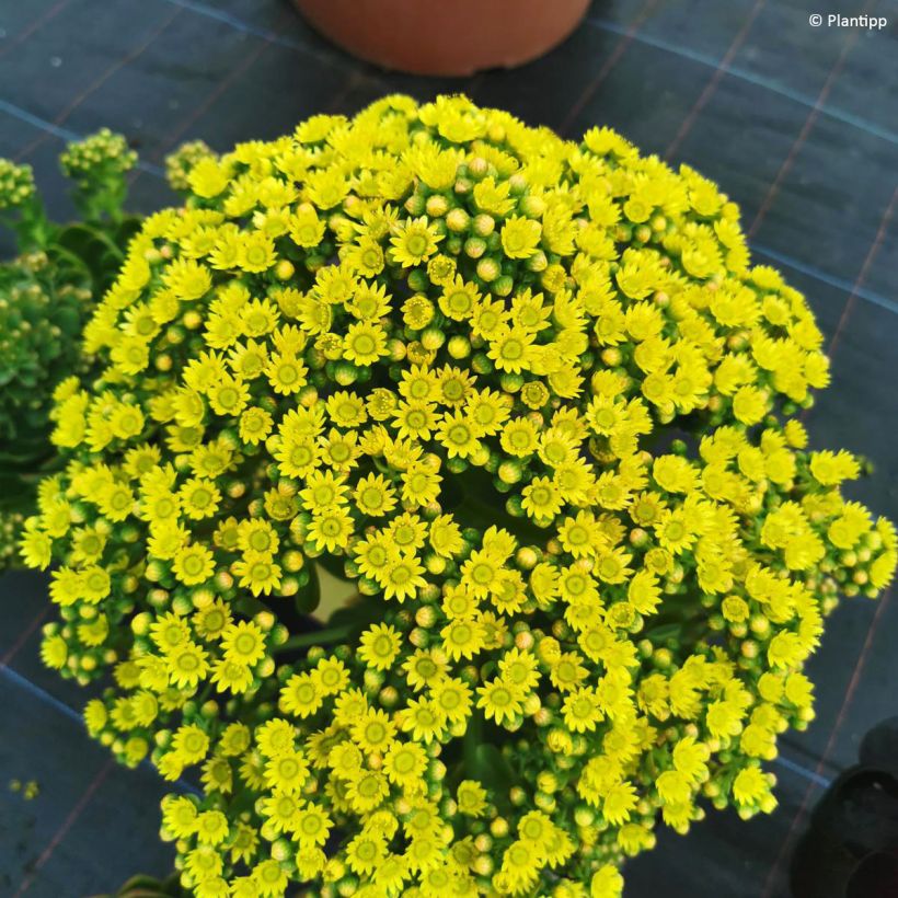 Semponium Diamond - Hybrid-Aeonium (Blüte)