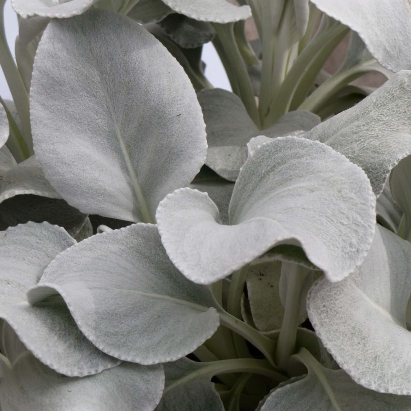 Senecio cineraria var. candicans Angel Wings - Kreuzkraut (Laub)