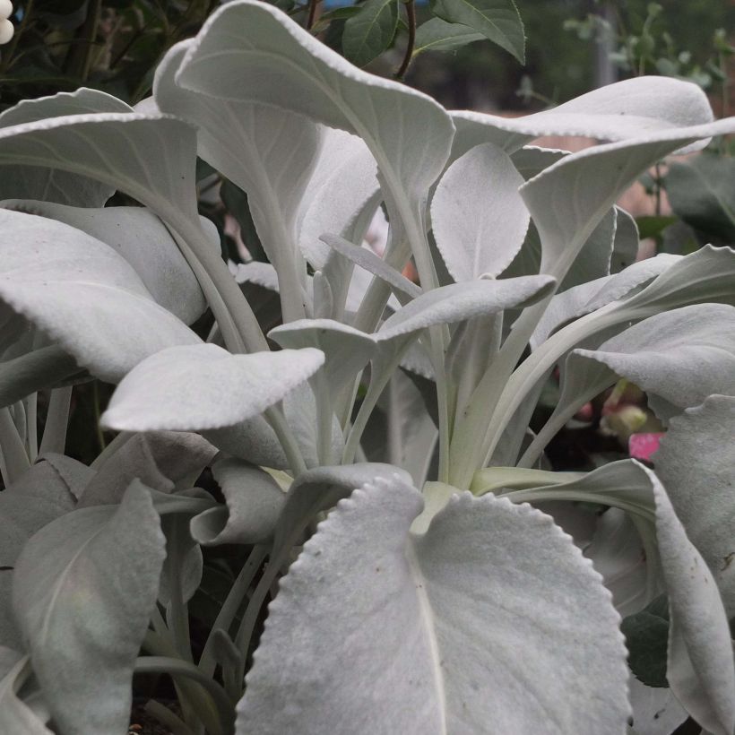 Senecio cineraria var. candicans Angel Wings - Kreuzkraut (Hafen)