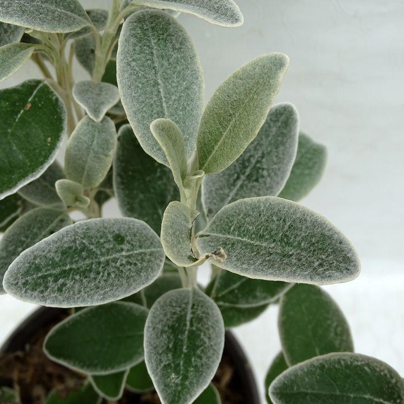 Senecio greyi Sunshine - Kreuzkraut (Laub)