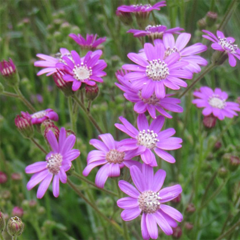 Senecio polyodon - Kreuzkraut (Blüte)