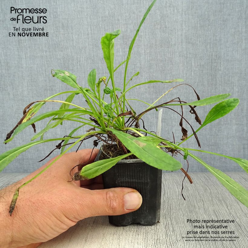 Exemplar von Senecio polyodon - Séneçon rose Godet de 9cm wie im Herbst geliefert