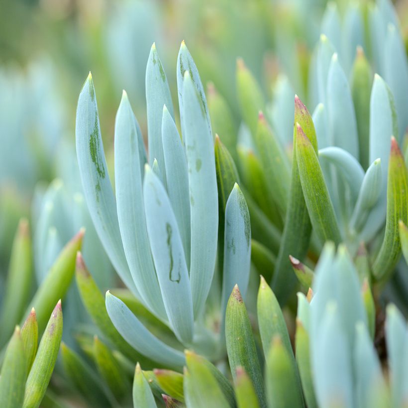 Senecio serpens Blue Chalk - Kreuzkraut (Laub)