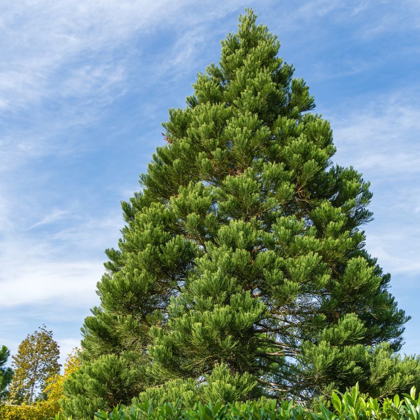 Sequoiadendron giganteum Greenpeace - Bergmammutbaum (Hafen)