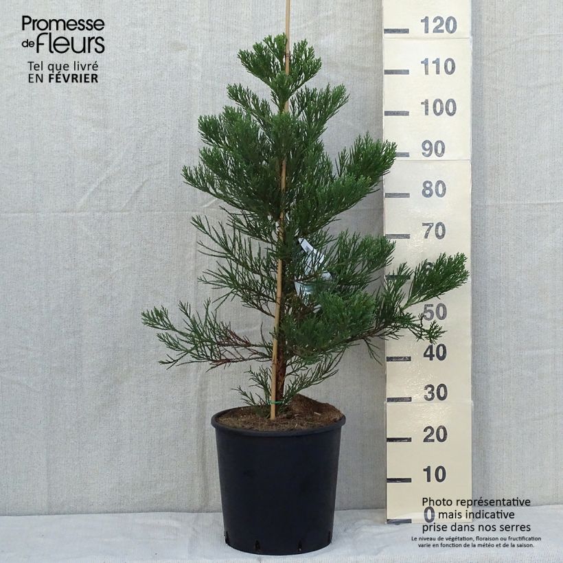 Exemplar von Séquoia géant - Sequoiadendron giganteum Greenpeace Pot de 18L/20L wie im Herbst geliefert