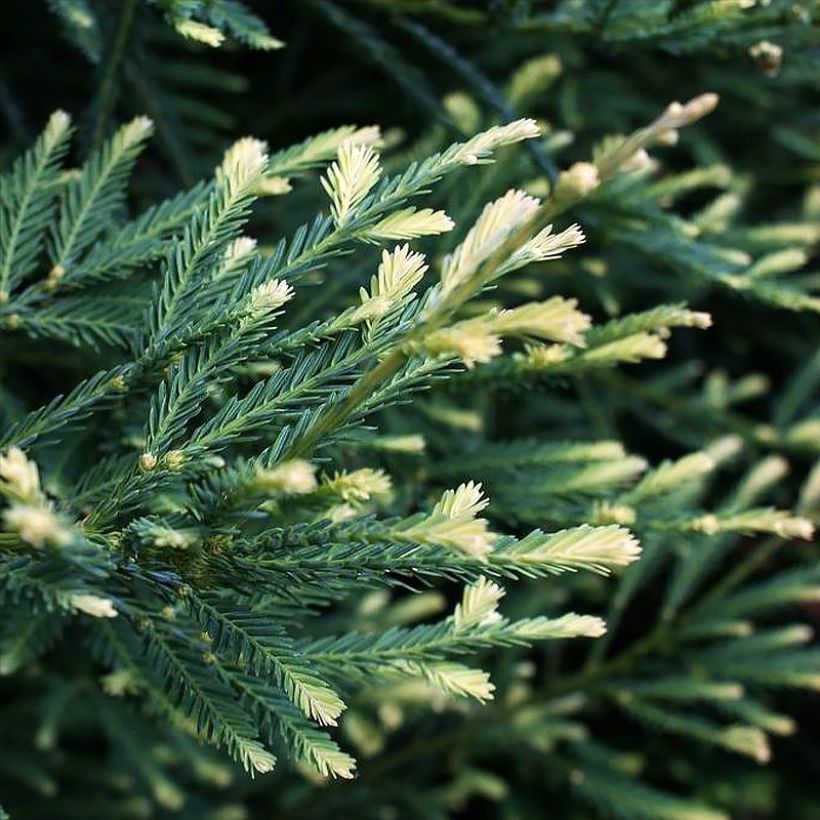 Sequoia sempervirens Adpressa - Küstenmammutbaum (Laub)