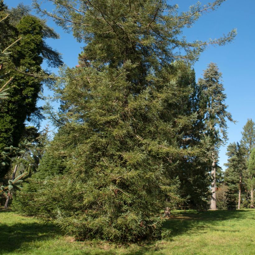 Sequoia sempervirens Adpressa - Küstenmammutbaum (Hafen)