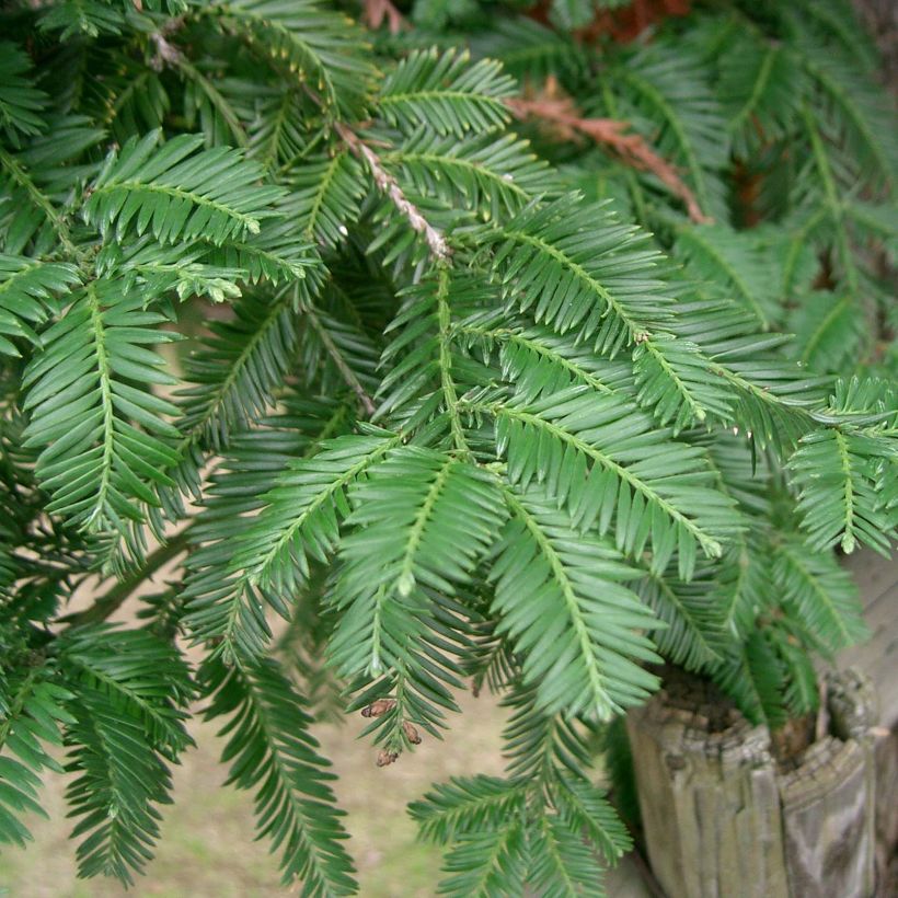 Sequoia sempervirens - Küstenmammutbaum (Blüte)