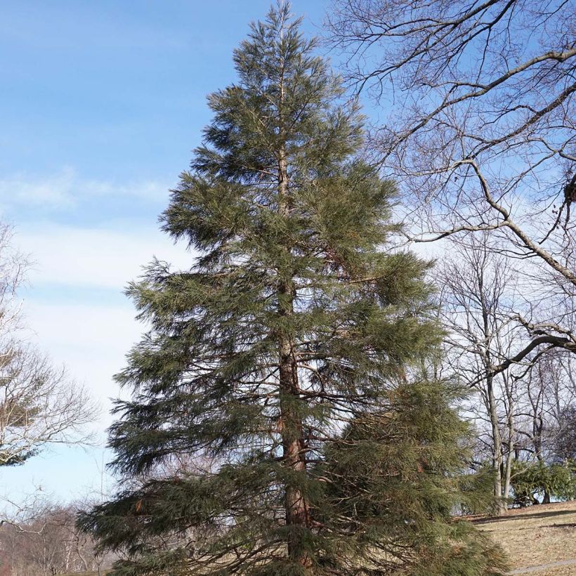 Sequoiadendron giganteum - Bergmammutbaum (Hafen)