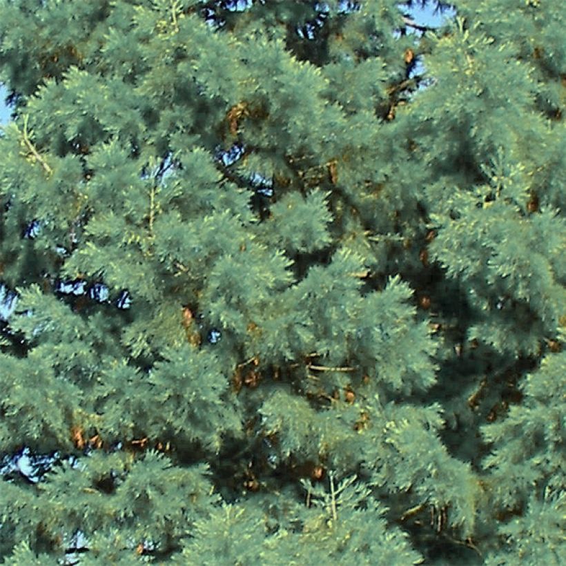 Sequoiadendron giganteum Glaucum - Bergmammutbaum (Laub)