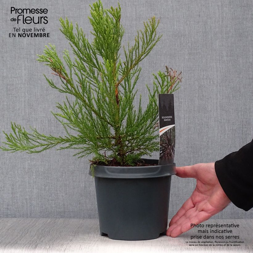 Exemplar von Sequoiadendron giganteum - Séquoia géant  Pot de 2L/3L wie im Herbst geliefert