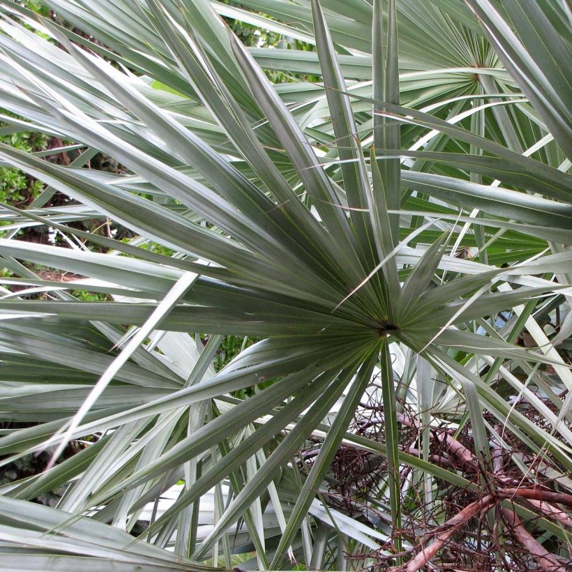 Serenoa repens Silver - Sabal (Laub)