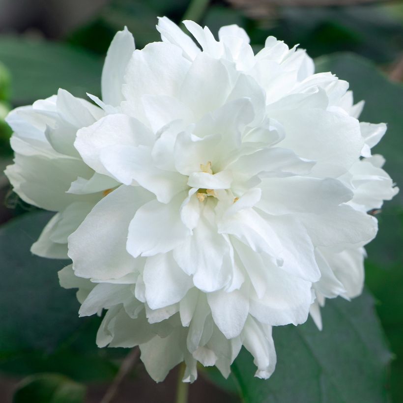 Gefüllter Gartenjasmin Minnesota Snowflake - Philadelphus virginalis (Blüte)