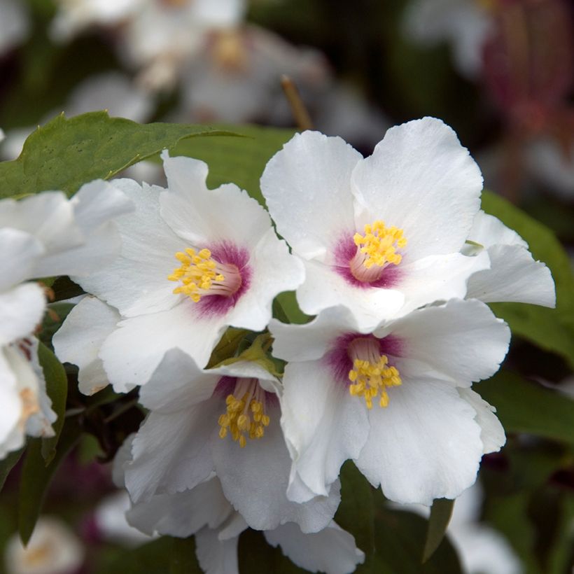 Pfeifenstrauch Beauclerk - Philadelphus (Blüte)