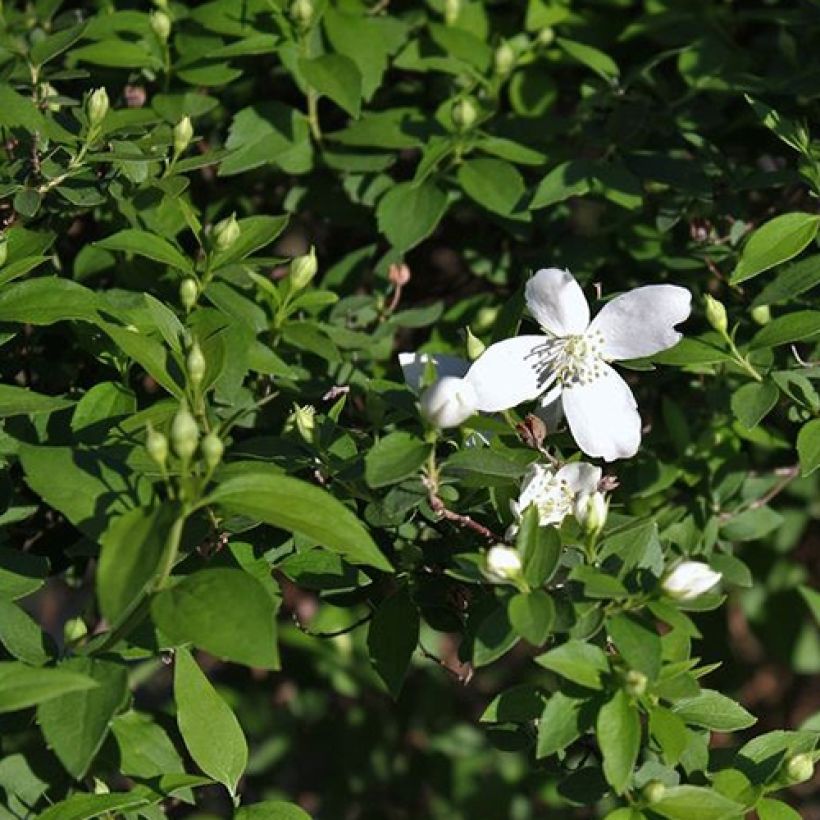 Lemoines Pfeifenstrauch Silberregen - Philadelphus lemoinei (Laub)