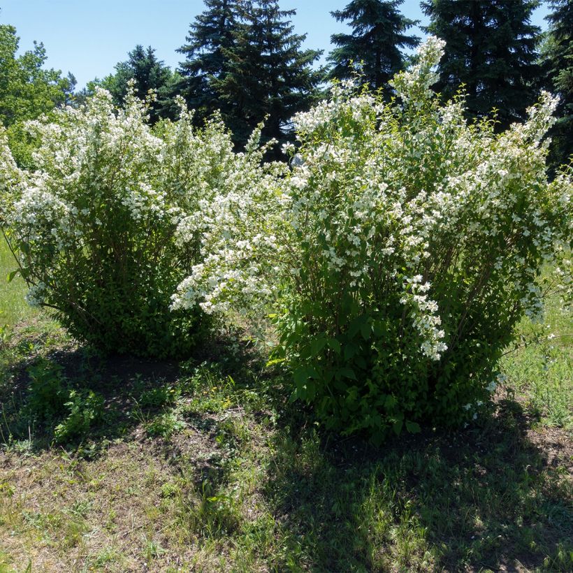 Lemoines Pfeifenstrauch Silberregen - Philadelphus lemoinei (Hafen)