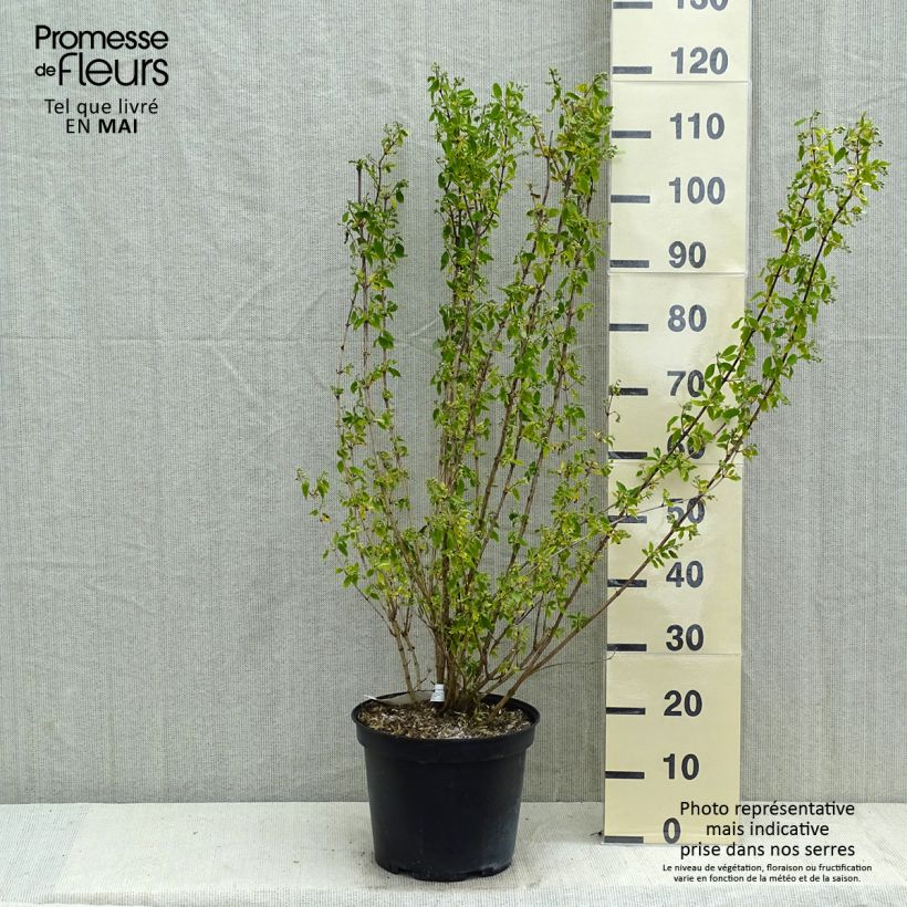 Exemplar von Pfeifenstrauch Snowbelle - Philadelphus Topf mit 7,5L/10LGelieferte Höhe ca. 80/100cm wie im Frühjahr geliefert