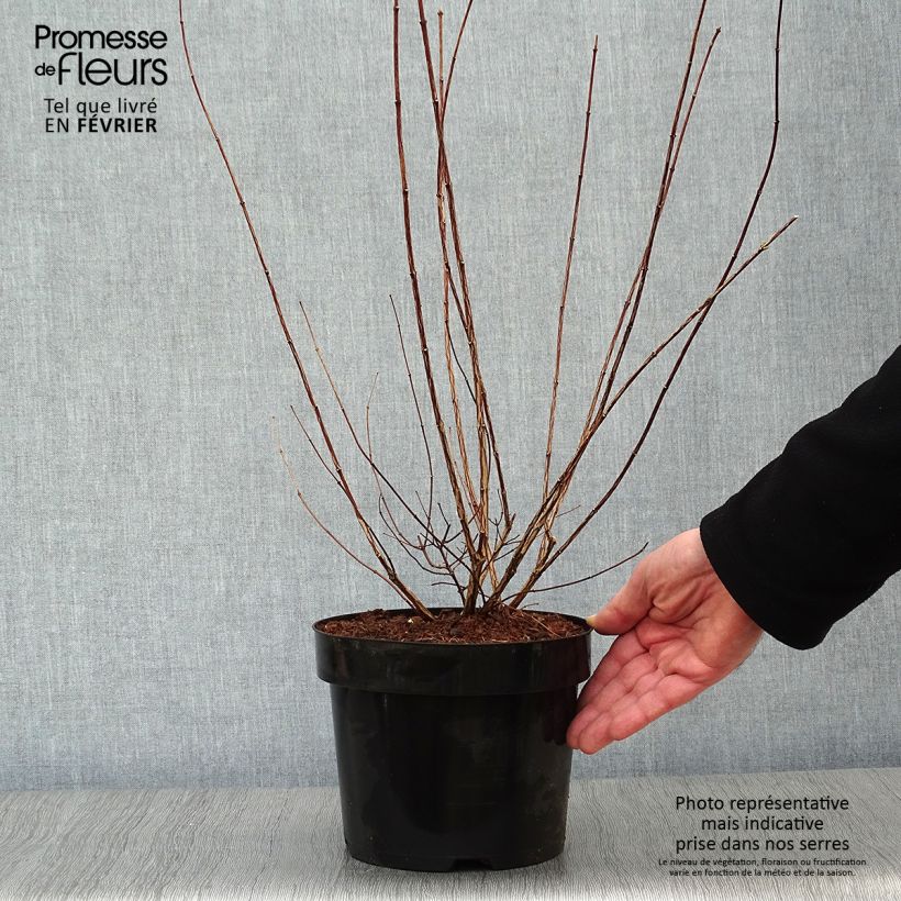 Exemplar von Seringat - Philadelphus polyanthus Mont Blanc Pot de 3L/4L wie im Winter geliefert