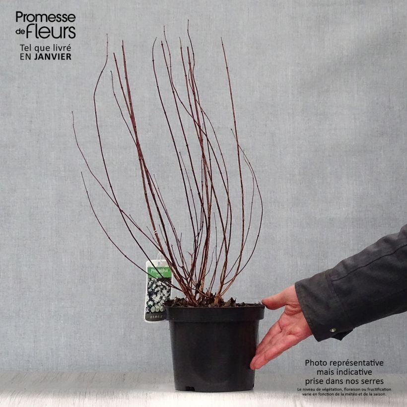 Exemplar von Seringat de Lemoine - Philadelphus Lemoinei Pot de 3L/4L wie im Winter geliefert