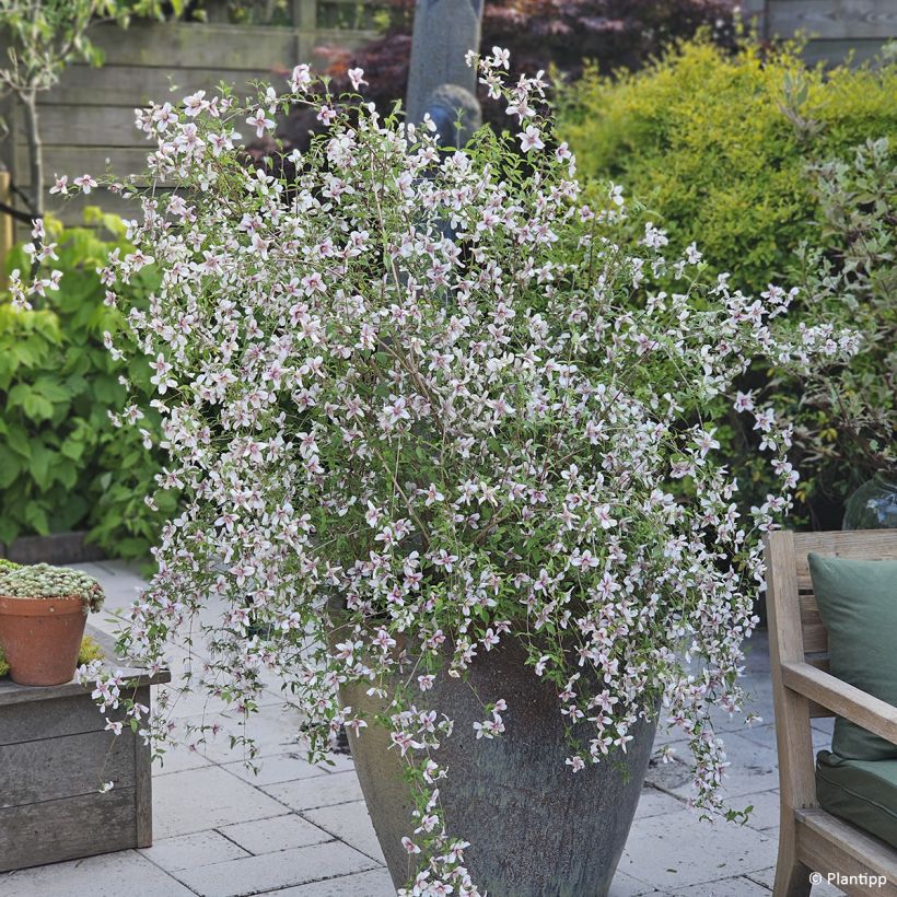 Pfeifenstrauch Petite Perfume Pink - Philadelphus (Hafen)