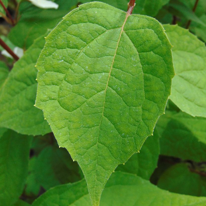 Pfeifenstrauch Starbright - Philadelphus (Laub)