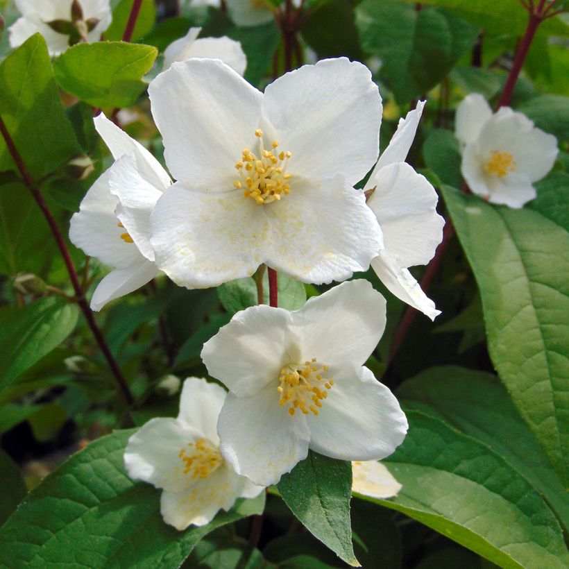 Pfeifenstrauch Starbright - Philadelphus (Blüte)