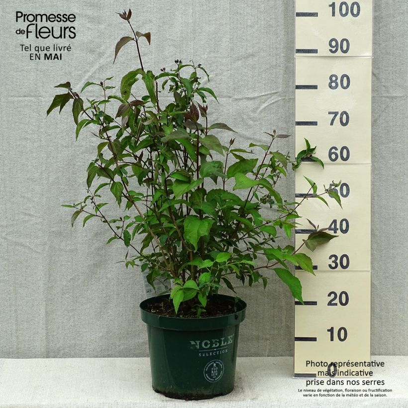 Exemplar von Pfeifenstrauch Starbright - Philadelphus Topf mit 7,5L/10LGelieferte Höhe ca. 80/90cm wie im Frühjahr geliefert