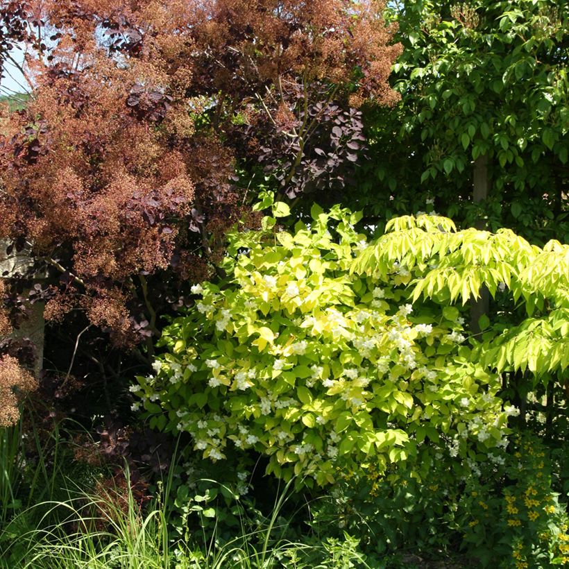 Europäischer Pfeifenstrauch Aureus - Philadelphus coronarius (Hafen)