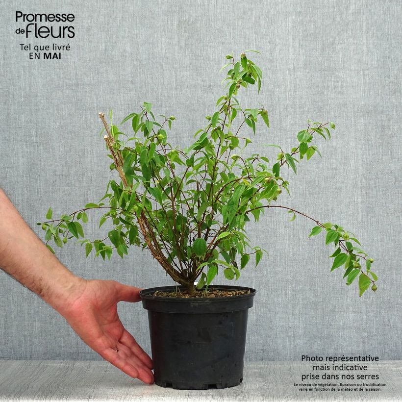 Exemplar von Mexikanischer Pfeifenstrauch - Philadelphus mexicanus Topf mit 3L/4L wie im Frühjahr geliefert