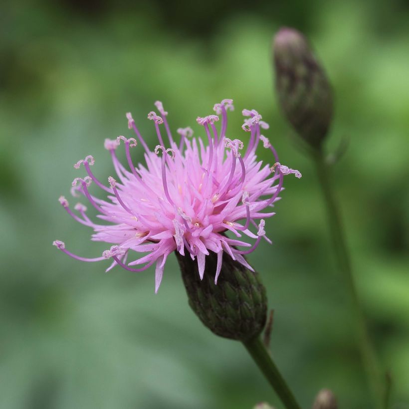 Serratula tinctoria ssp seoanei - Färber-Scharte (Blüte)