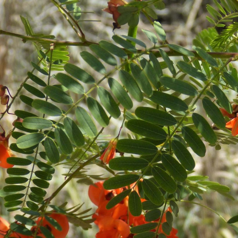 Sesbania punicea - Sesbanie (Laub)