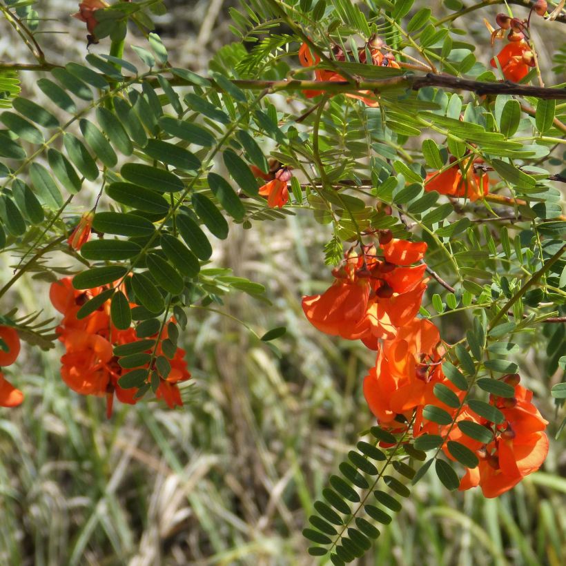 Sesbania punicea - Sesbanie (Blüte)