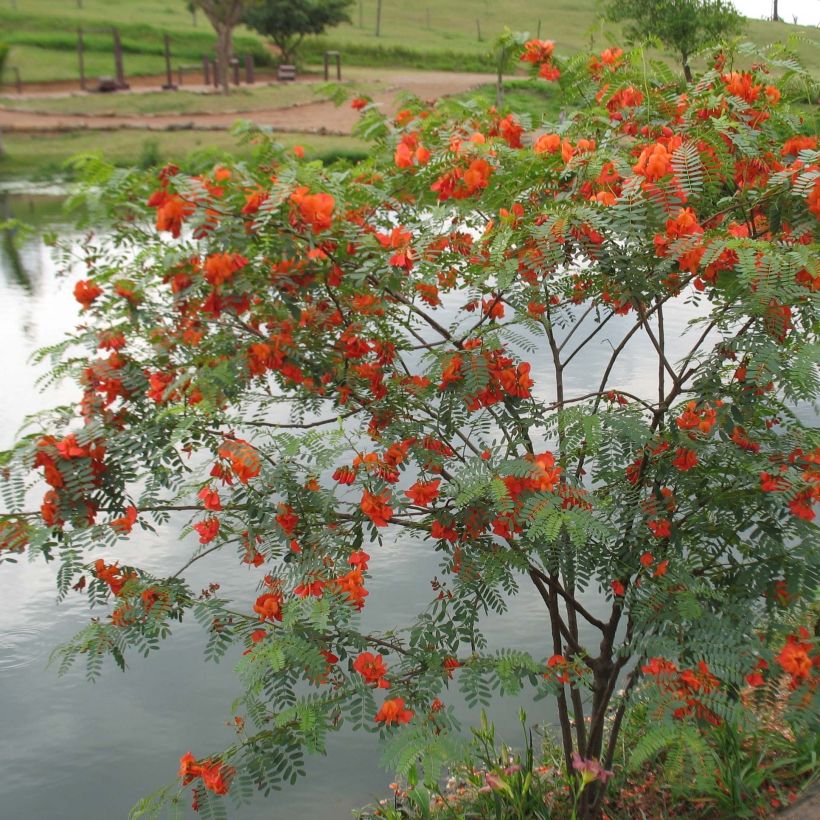 Sesbania punicea - Sesbanie (Hafen)