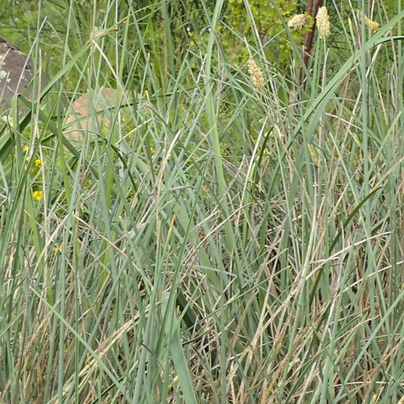 Sesleria argentea - Silberne Kopfgras (Laub)