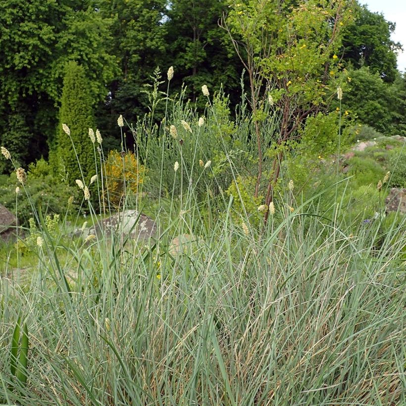 Sesleria argentea - Silberne Kopfgras (Hafen)