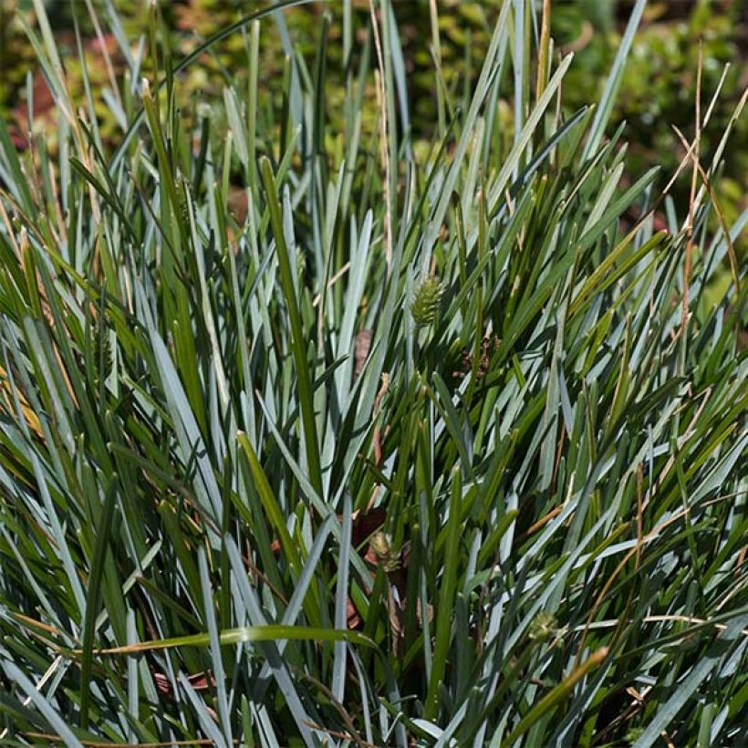 Sesleria caerulea - Moor-Blaugras (Laub)