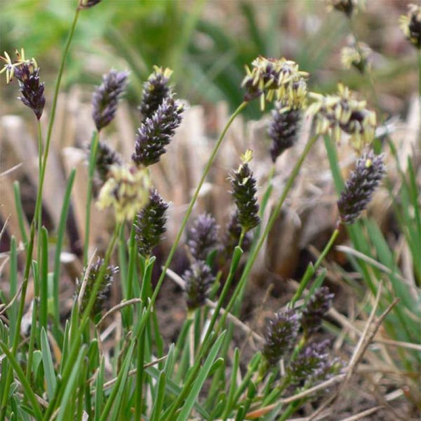 Sesleria caerulea - Moor-Blaugras (Blüte)