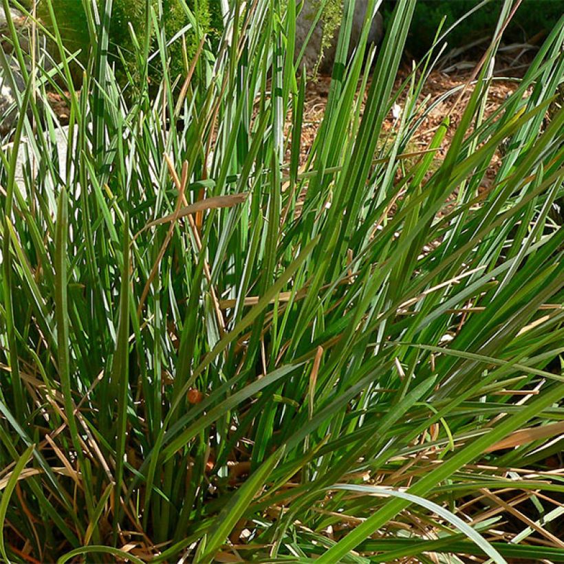 Sesleria heufleriana - Grüne Kopfgras (Laub)