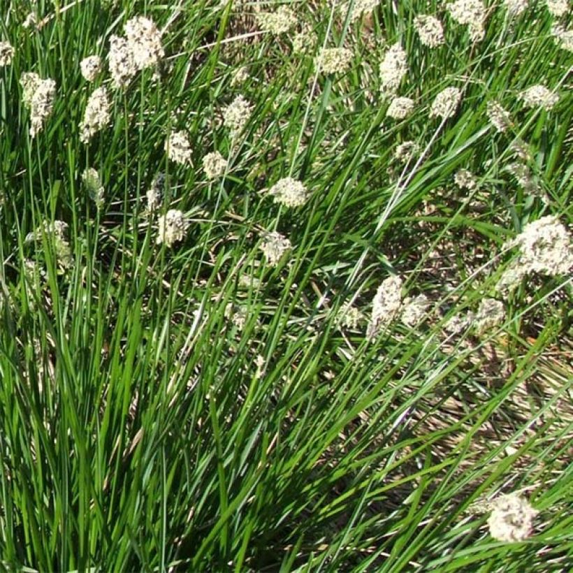 Sesleria heufleriana - Grüne Kopfgras (Blüte)