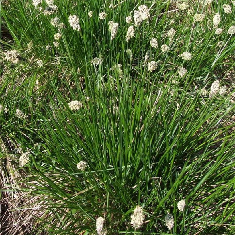 Sesleria heufleriana - Grüne Kopfgras (Hafen)