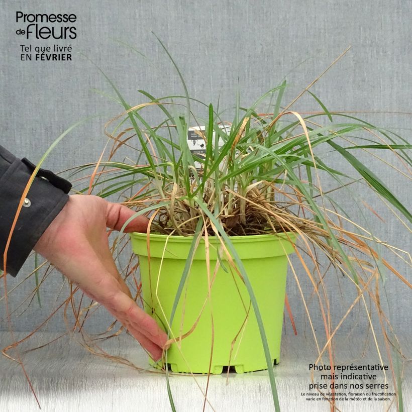 Exemplar von Sesleria heufleriana - Seslerie en pot de 2/3 litres wie im Winter geliefert