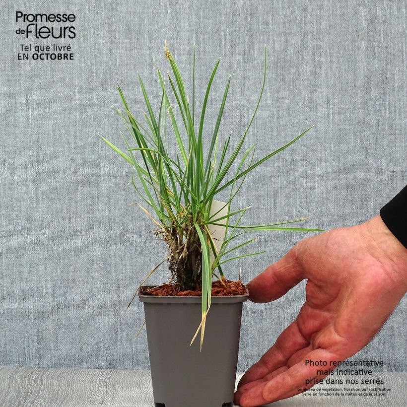 Exemplar von Sesleria nitida - Seslérie Godet de 9cm wie im Herbst geliefert